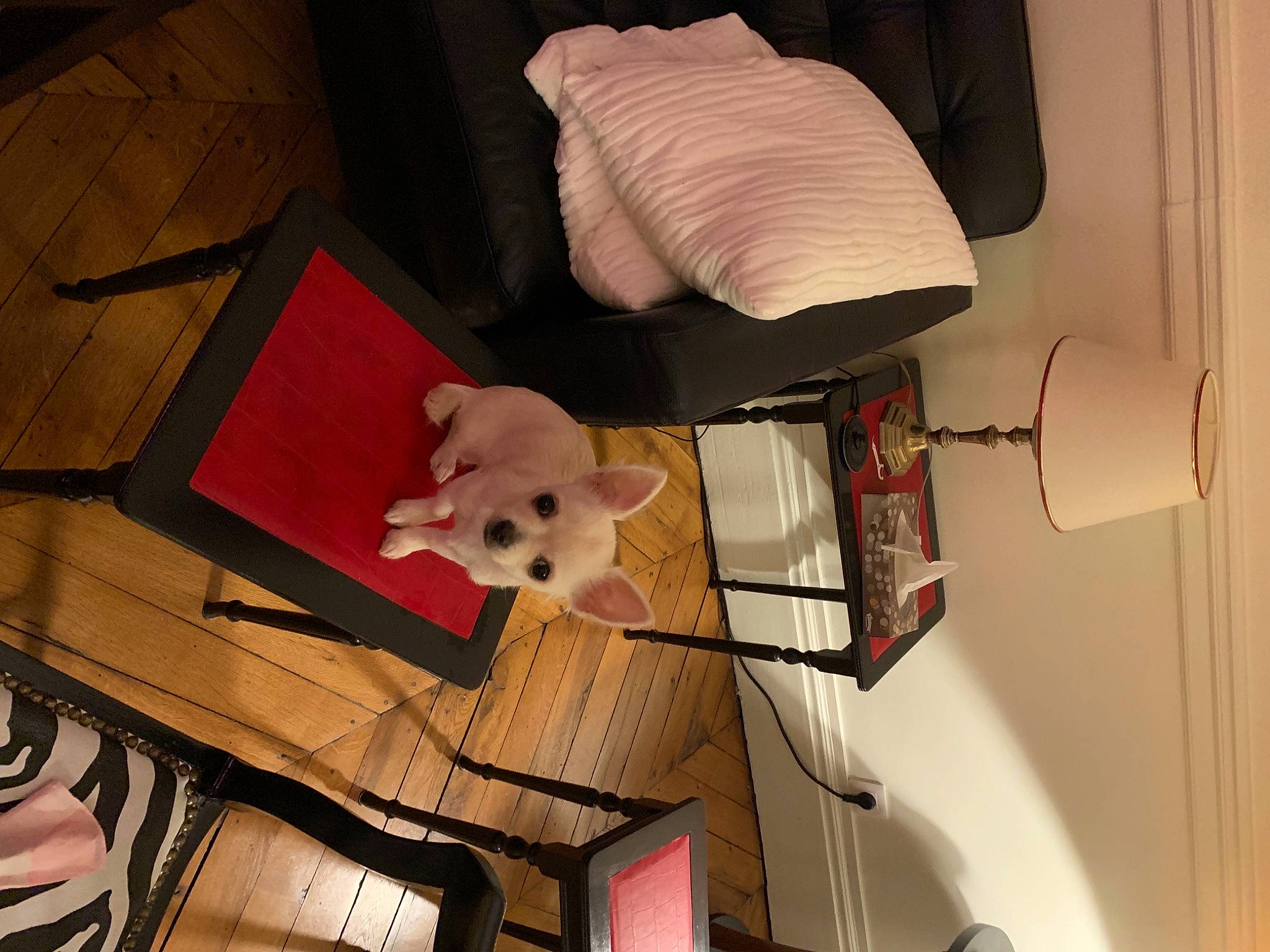 Rubis participe au concours pour gagner de l'argent avec cette photo : bag, carnivore, comfort, companion_dog, design, dog, fawn, felidae, floor, flooring, fur, hardwood, interior_design, lighting_accessory, material_property, room, shelving, stuffed_toy, toy, wood