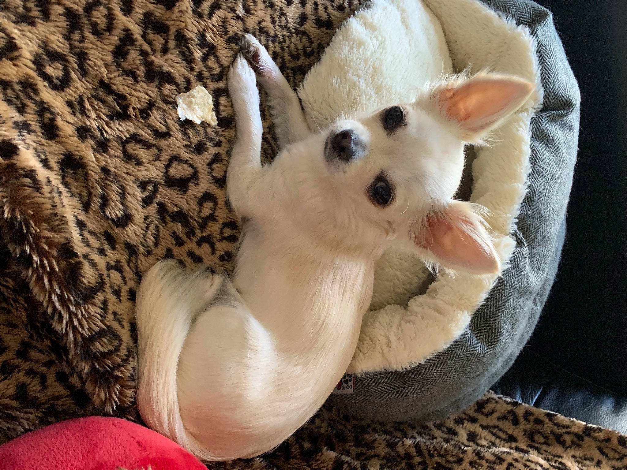 Rubis participe au concours pour gagner de l'argent avec cette photo : carnivore, comfort, companion_dog, couch, dog, dog_breed, dog_supply, felidae, foot, fur, linens, paw, puppy, small_to_medium_sized_cats, sporting_group, tail, toy_dog, whiskers, wood, working_animal