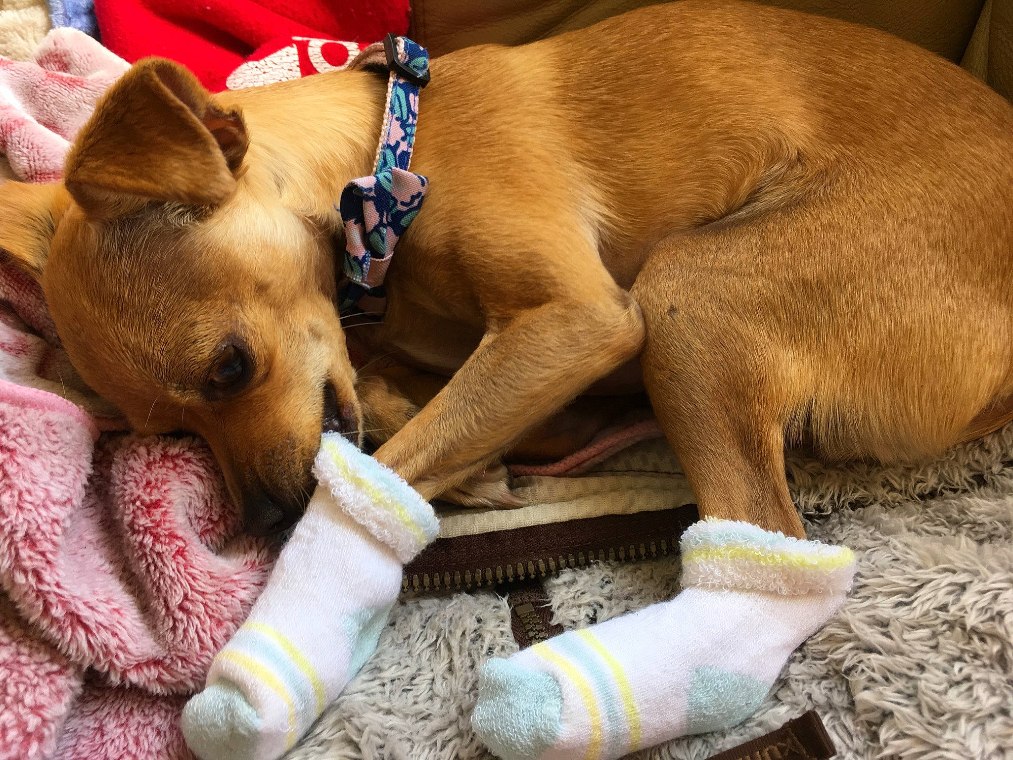 Chacha joined the competition — help win amazing prizes! canidae, carnivore, companion_dog, dog, dog_breed, fawn, mammal, nap, paw, puppy_love, snout