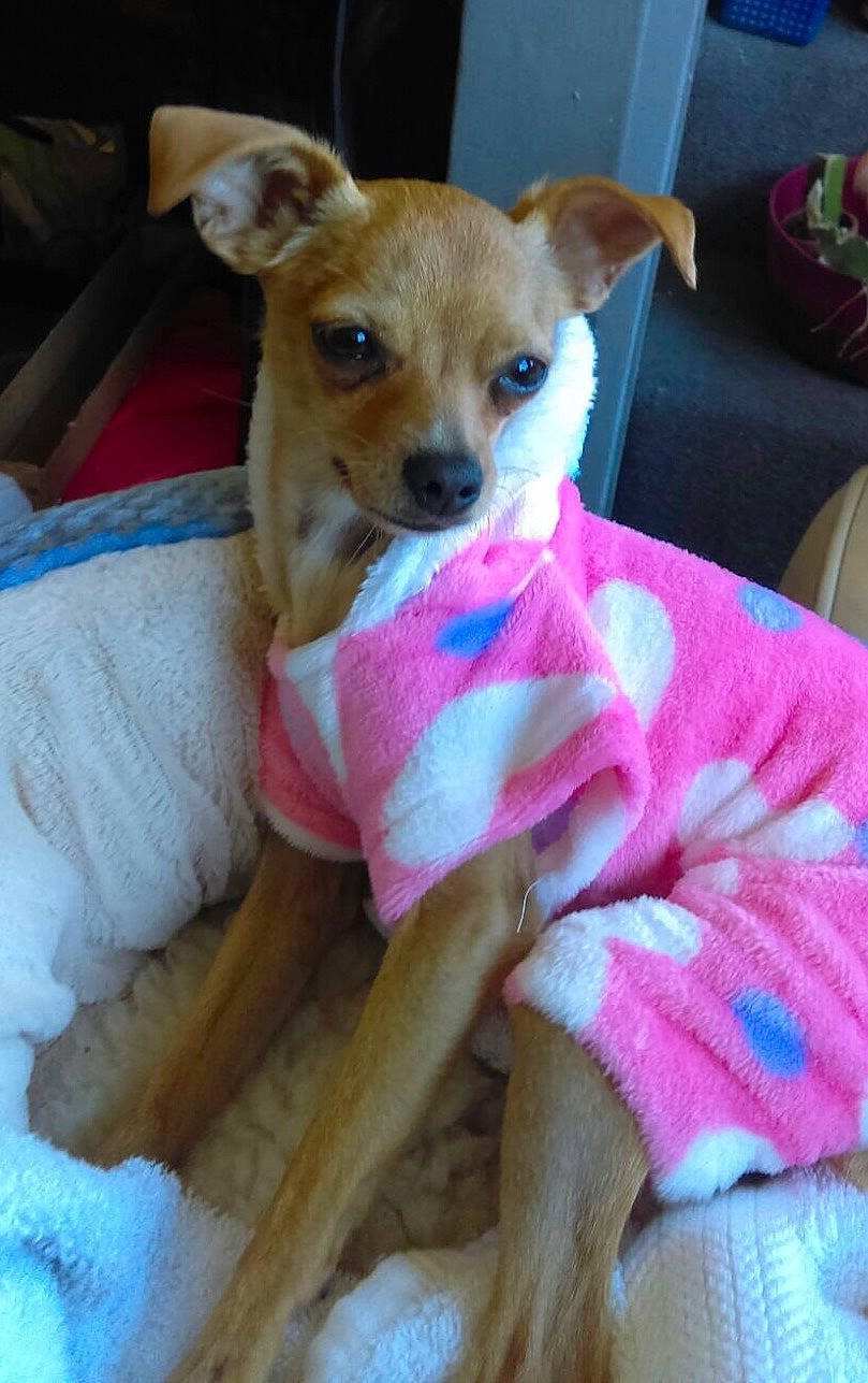 Chacha joined the competition — help win amazing prizes! canidae, carnivore, chihuahua, companion_dog, corgi_chihuahua, dog, dog_breed, dog_clothes, fawn, mammal, miniature_fox_terrier, pink, puppy, rare_breed_dog, russkiy_toy, skin, snout, sporting_group, toy_dog, vertebrate