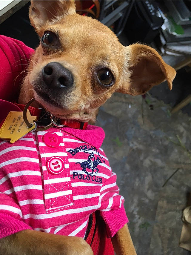 Chacha joined the competition — help win amazing prizes! canidae, carnivore, chihuahua, companion_dog, corgi_chihuahua, dog, dog_breed, dog_clothes, ear, eye, fawn, mammal, miniature_pinscher, nose, pink, puppy, puppy_love, snout, toy_dog, whiskers