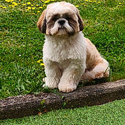 Aïko a rejoint le concours — aidez-le/la à gagner de superbes lots ! animal, calm, cute, daylight, dog, flowers, fluffy, fur, garden, grass, greenery, nature, outdoor, pet, portrait, sitting, small_dog, stone, well_groomed, yellow_flowers