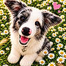 black_and_white, collar, cute, daisies, dog, ears, flowers, fluffy, grass, greenery, happy, heart, nature, outdoor, pink, puppy, smiling, sunlight, tag, tongue