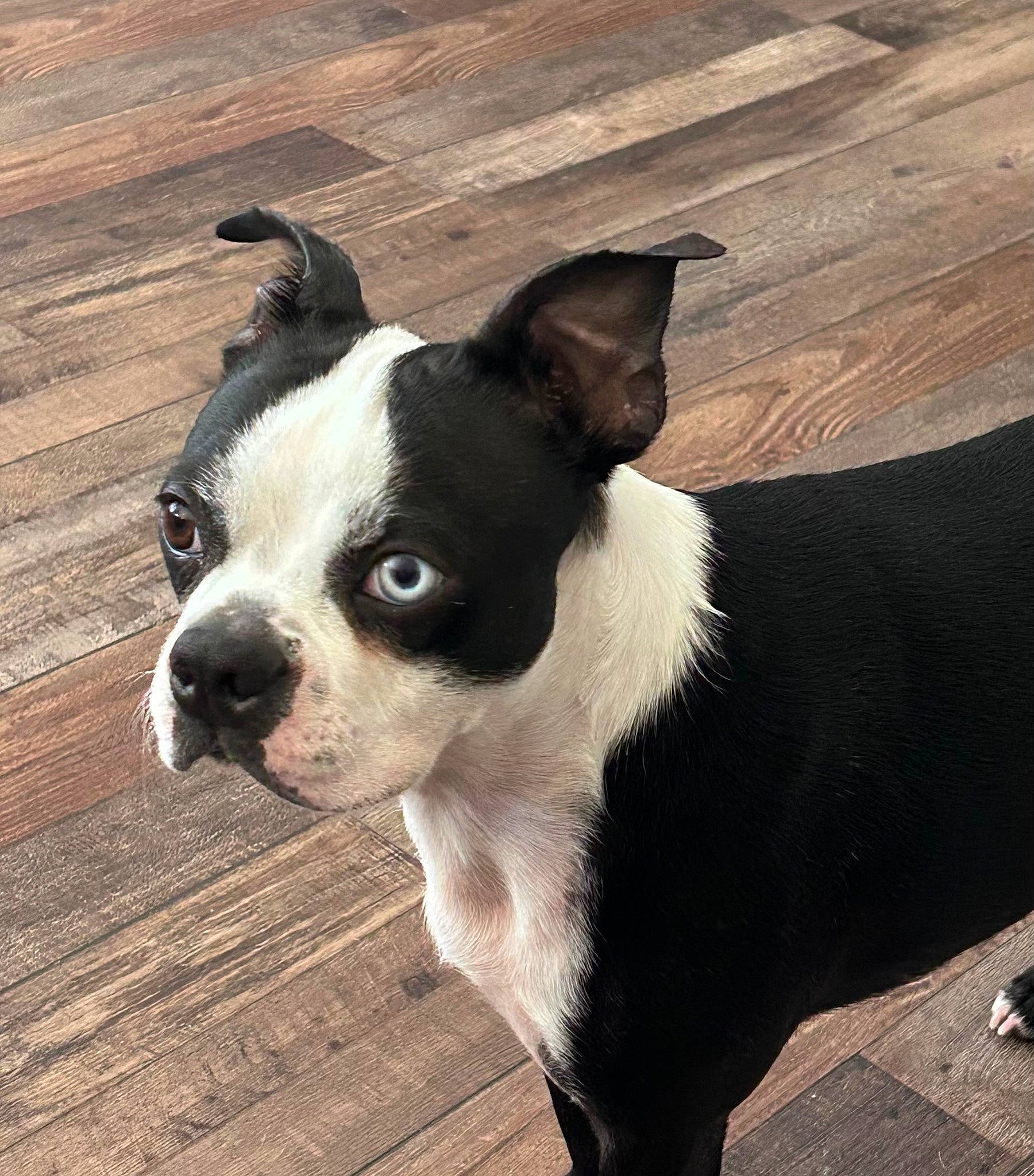 Meika joined the competition — help win amazing prizes! boston_terrier, canidae, carnivore, collar, companion_dog, dog, dog_breed, dog_collar, fawn, fur, hardwood, non_sporting_group, snout, sporting_group, tail, terrestrial_animal, toy_dog, whiskers, wood, working_animal