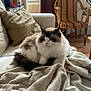 cat, fluffy, blanket, couch, living_room, wicker_chair, plant, window, curtains, pillow, wooden_floor, indoor, relaxed, pet, furniture, cozy, home_decor, natural_light, white, beige