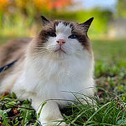Rio participe au concours pour gagner de l'argent avec cette photo : cat, fluffy, blue_eyes, grass, outdoor, nature, autumn, leaf, pet, animal, close_up, whiskers, feline, relaxed, background_blur, colorful, portrait, mammal, cute, paw