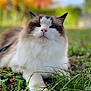 cat, fluffy, blue_eyes, grass, outdoor, nature, autumn, leaf, pet, animal, close_up, whiskers, feline, relaxed, background_blur, colorful, portrait, mammal, cute, paw