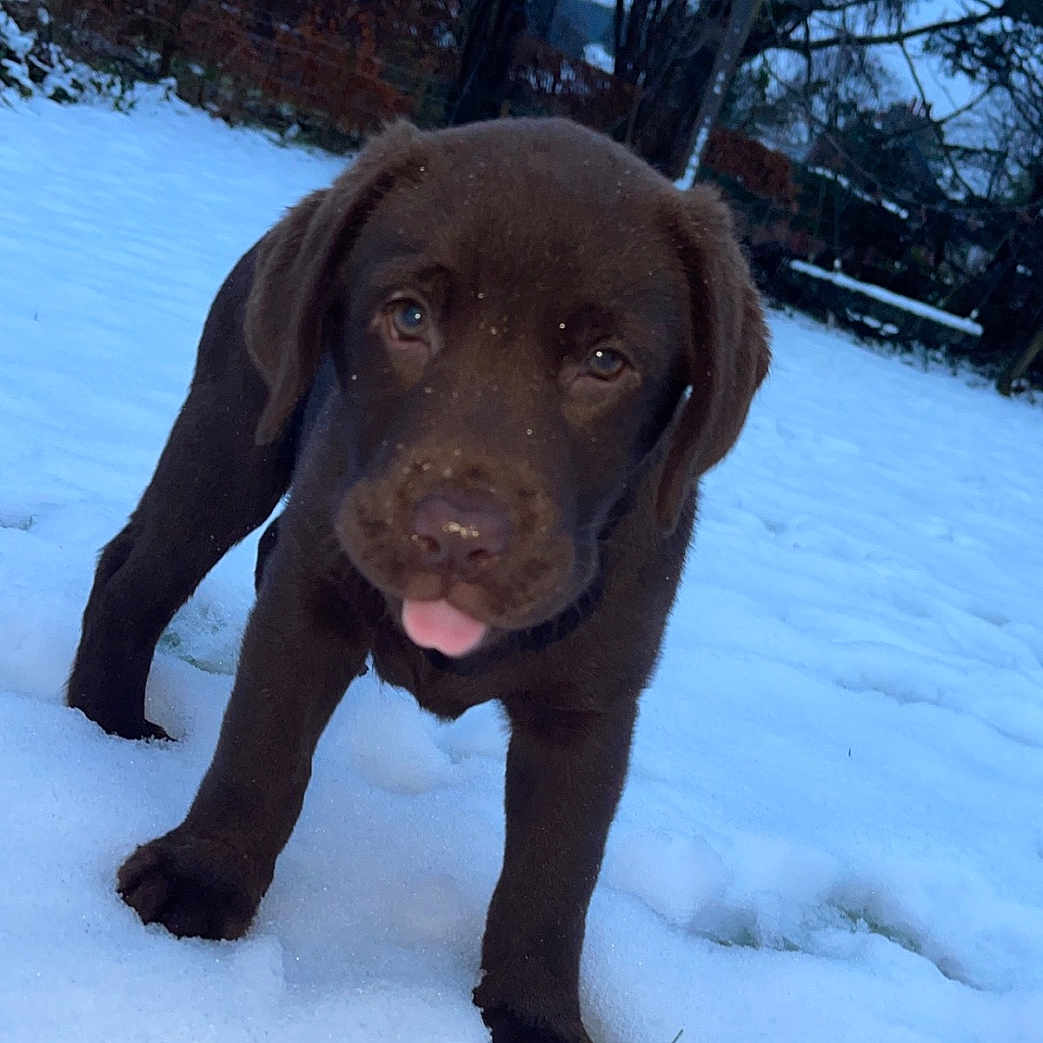 Nellie joined the competition — help win amazing prizes! animal, canine, dog, grove, hound, ice, labradorretriever, land, nature, outdoors, pet, plant, pointer, puppy, snow, tree, treetrunk, vegetation, winter, woodland