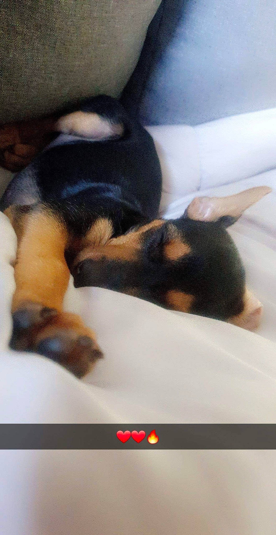 Selena a rejoint le concours — aidez-le/la à gagner de superbes lots ! canidae, carnivore, claw, comfort, companion_dog, dog, dog_breed, fawn, fur, nap, paw, puppy, snout, sporting_group, terrestrial_animal, toy_dog, working_animal, working_dog