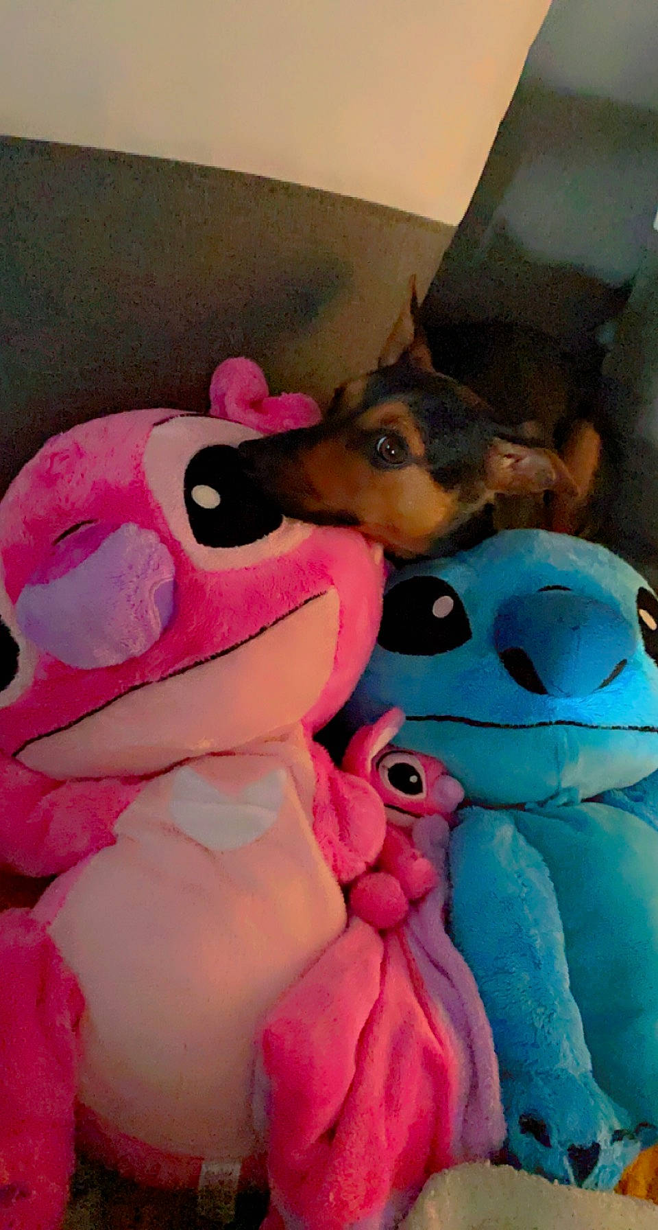 Selena a rejoint le concours — aidez-le/la à gagner de superbes lots ! blanket, carmine, child, comfort, companion_dog, dog_breed, felidae, fur, linens, magenta, pink, plush, stuffed_toy, teddy_bear, textile, toy