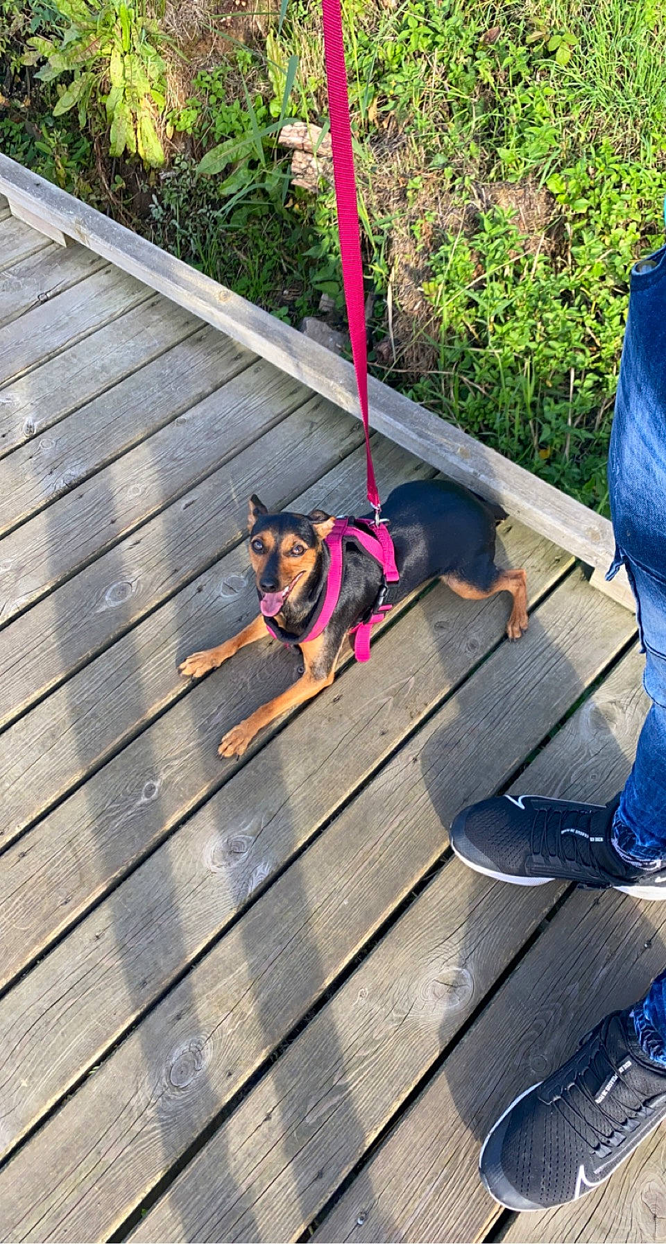 Selena a rejoint le concours — aidez-le/la à gagner de superbes lots ! carnivore, collar, companion_dog, denim, dog, dog_breed, dog_supply, fashion_accessory, fawn, grass, hardwood, jeans, leash, leisure, line, pet_supply, plant, tints_and_shades, wood, working_animal