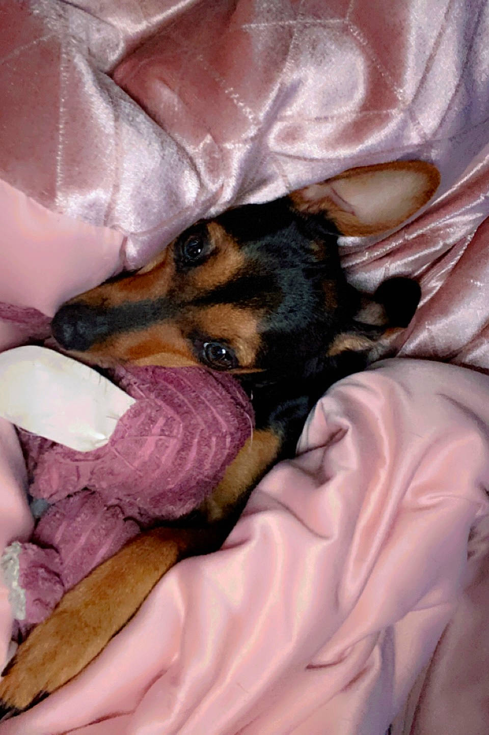 Selena a rejoint le concours — aidez-le/la à gagner de superbes lots ! bed, canidae, carnivore, comfort, companion_dog, dobermann, dog, dog_breed, ear, fawn, fur, guard_dog, linens, paw, pinscher, snout, sporting_group, toy_dog, whiskers, working_animal