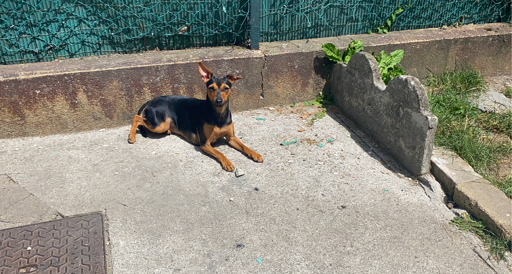 Selena participe au concours pour gagner de l'argent avec cette photo : carnivore, companion_dog, dobermann, dog, dog_breed, dog_supply, fawn, fence, grass, guard_dog, pinscher, plant, prazsky_krysarik, road_surface, russkiy_toy, sporting_group, street_dog, tail, toy_dog, working_dog