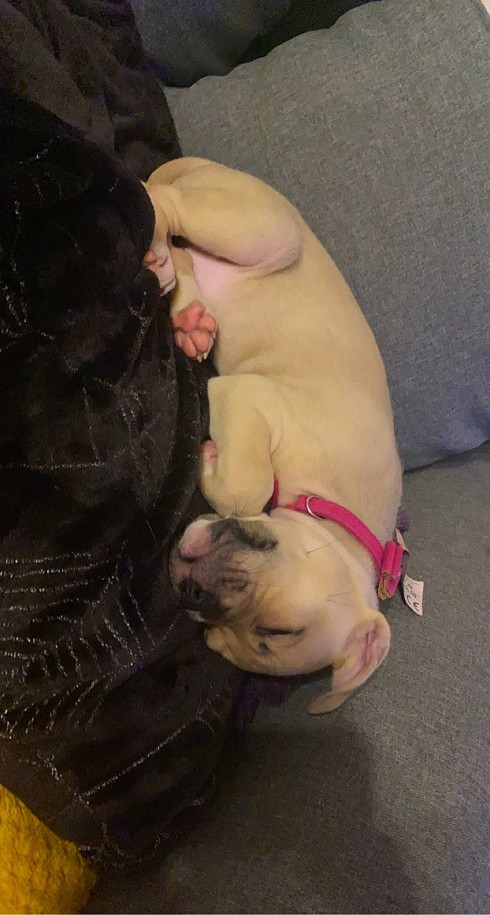 Chanel a rejoint le concours — aidez-le/la à gagner de superbes lots ! abdomen, carnivore, collar, companion_dog, dog, dog_breed, dog_collar, fawn, foot, gesture, human_leg, knee, snout, tail, thigh, toy_dog, trunk, waist, working_animal, wrist