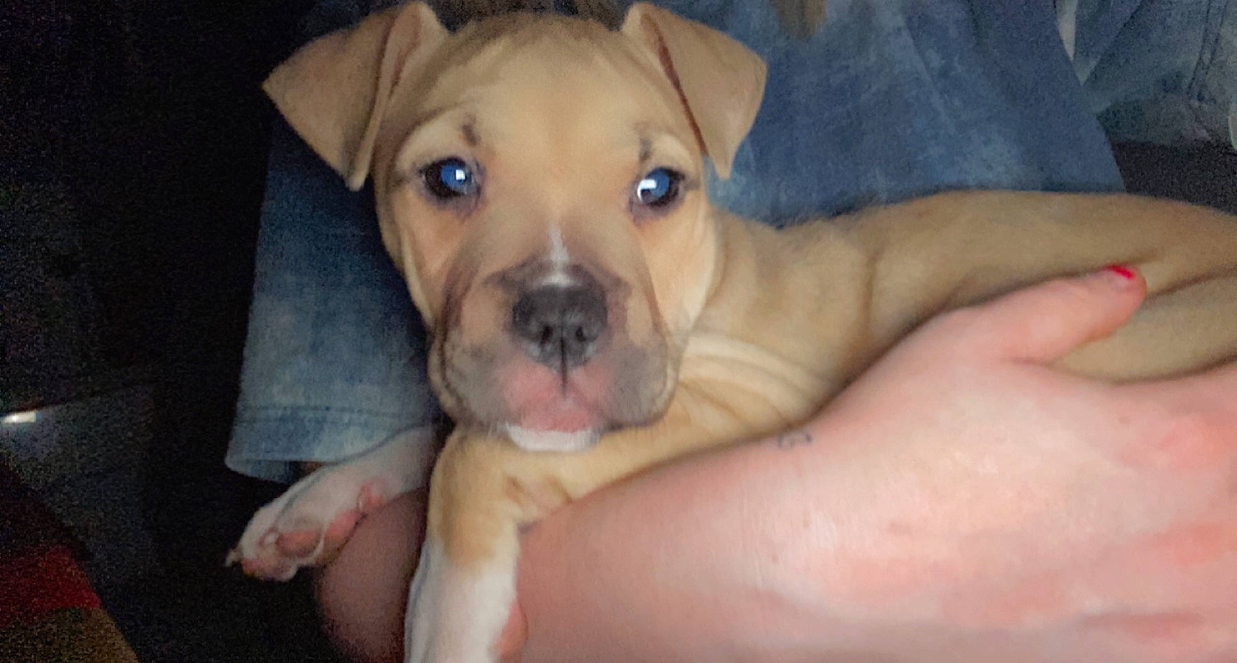 Chanel participe au concours pour gagner de l'argent avec cette photo : canidae, carnivore, comfort, companion_dog, dog, dog_breed, dog_collar, dog_supply, ear, fawn, molosser, non_sporting_group, ori_pei, puppy, sporting_group, terrestrial_animal, whiskers, working_animal, working_dog, wrinkle