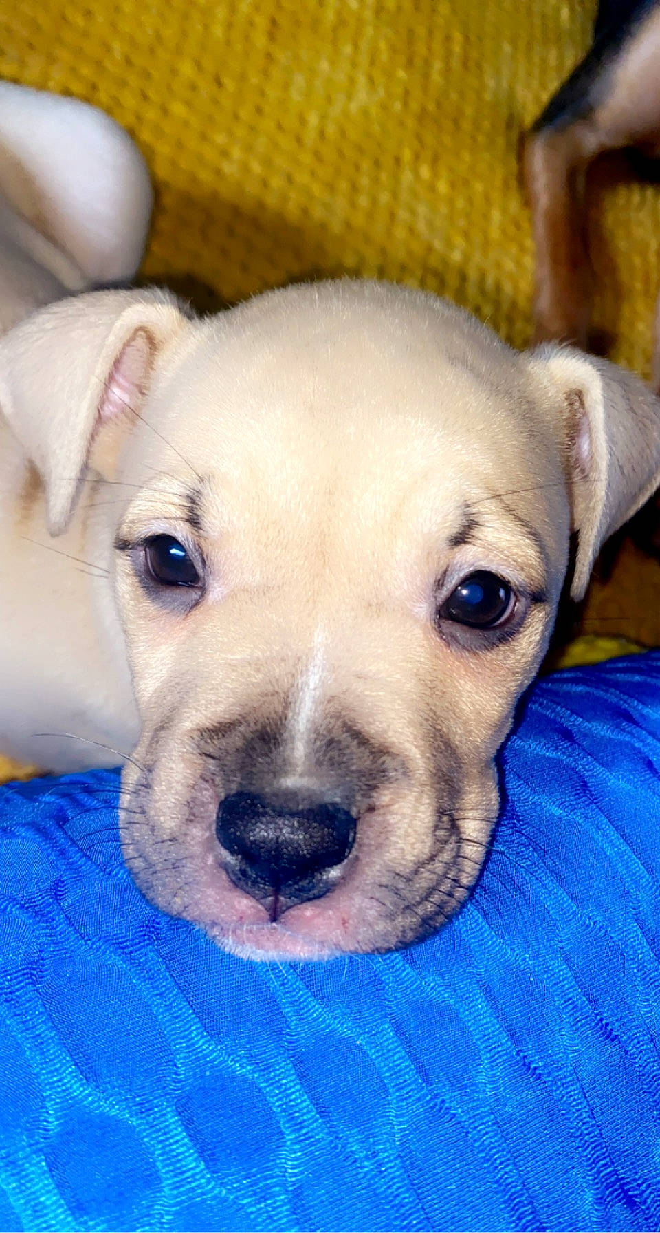 Chanel participe au concours pour gagner de l'argent avec cette photo : canidae, carnivore, close_up, companion_dog, dog, dog_breed, ear, eye, fawn, fur, head, no_expression, non_sporting_group, puppy_love, snout, sporting_group, terrestrial_animal, toy_dog, whiskers, working_animal