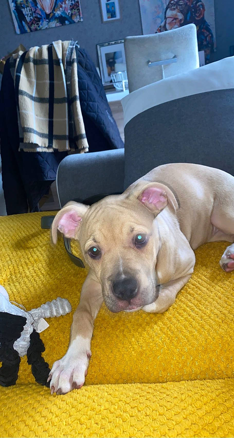 Chanel a rejoint le concours — aidez-le/la à gagner de superbes lots ! canidae, carnivore, collar, comfort, companion_dog, couch, dog, dog_breed, dog_supply, fawn, paw, pet_supply, plaid, puppy, snout, sporting_group, tartan, tie, whiskers, working_animal