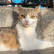 Rain is registered to the contest to win money with this photo: animal, cat, closeup, concrete, daytime, ears, eyes, fence, fur, mammal, nature, outdoor, pet, portrait, relaxed, resting, sunlight, tabby, whiskers, yellow_eyes