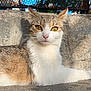 animal, cat, closeup, concrete, daytime, ears, eyes, fence, fur, mammal, nature, outdoor, pet, portrait, relaxed, resting, sunlight, tabby, whiskers, yellow_eyes