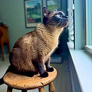Gabby is registered to the contest to win money with this photo: animal, blue_eyes, blurred_background, cat, ears, feline, fur, furniture, home, indoor, looking_out, pet, portrait, quiet, siamese_cat, sitting, sunlight, whiskers, window, wooden_stool