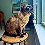 animal, blue_eyes, blurred_background, cat, ears, feline, fur, furniture, home, indoor, looking_out, pet, portrait, quiet, siamese_cat, sitting, sunlight, whiskers, window, wooden_stool