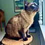 Gabby joined the competition — help win amazing prizes! animal, blue_eyes, cat, contemplative, daylight, domestic_cat, fur, furniture, home, indoor, looking_out, mammal, natural_light, pet, portrait, quiet, siamese_cat, sitting, window, wooden_stool