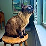 Gabby joined the competition — help win amazing prizes! animal, blue_eyes, cat, contemplative, cozy, domestic_cat, feline, fur, home, indoor, looking_out_window, natural_light, pet, quiet, siamese_cat, side_view, sitting, stool, window, wooden_stool