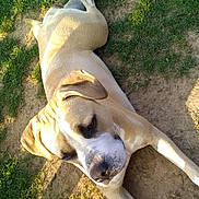 Mira participe au concours pour gagner de l'argent avec cette photo : dog, canine, outdoor, grass, dirt, sunlight, animal, pet, laying_down, resting, brown, white, large_dog, nature, daylight, fur, ears, snout, relaxed, shadow