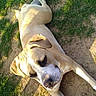 dog, canine, outdoor, grass, dirt, sunlight, animal, pet, laying_down, resting, brown, white, large_dog, nature, daylight, fur, ears, snout, relaxed, shadow