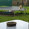Mira a rejoint le concours — aidez-le/la à gagner de superbes lots ! dog, trampoline, jumping, backyard, grass, green_fence, red_brick_house, basket, white_table, outdoor, pet, animal, playful, daylight, garden, fence, house, canine, fun, leisure