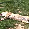 Mira a rejoint le concours — aidez-le/la à gagner de superbes lots ! dog, grass, outdoor, sunlight, resting, animal, relaxation, pet, canine, nature, summer, sleeping, lying_down, mammal, daytime, green, peaceful, sunbathing, park, quiet