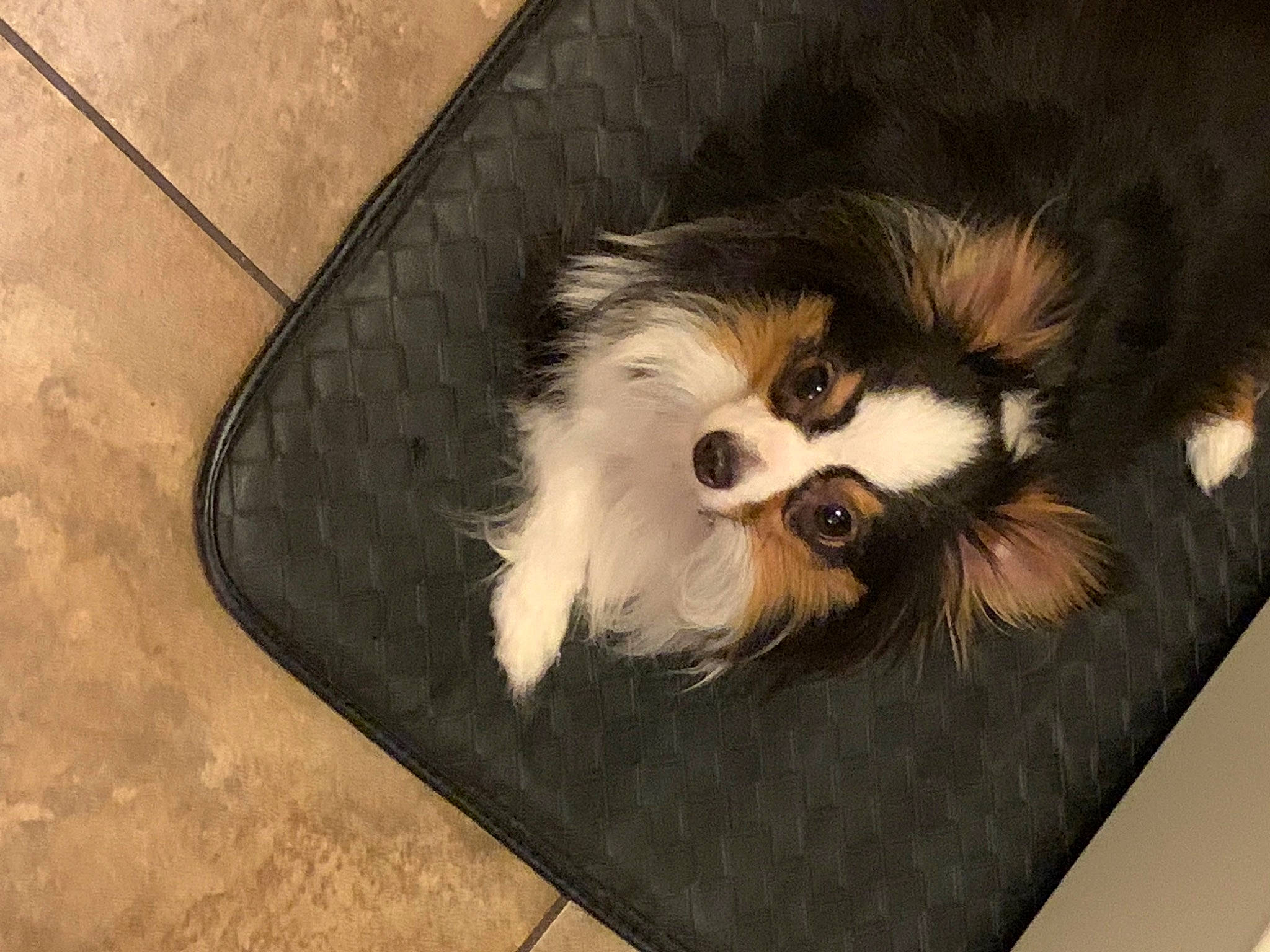 Batman is registered to the contest to win money with this photo: art, canidae, carnivore, companion_dog, dog, dog_breed, dog_supply, drawing, fur, illustration, non_sporting_group, papillon, pet_supply, puppy, snout, sporting_group, toy_dog, whiskers, wood, working_animal