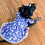 puppy, dog, dress, purple, bow, floor, wooden_floor, pet, cute, small_dog, black_dog, daisy_pattern, animal, indoors, laying_down, looking_up, fur, ears, pet_clothing, adorable