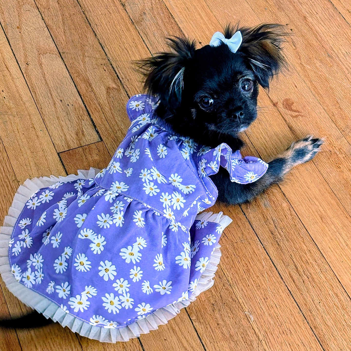 Princess joined the competition — help win amazing prizes! adorable, animal, black_dog, bow, cute, daisy_pattern, dog, dress, ears, floor, fur, indoors, laying_down, looking_up, pet, pet_clothing, puppy, purple, small_dog, wooden_floor