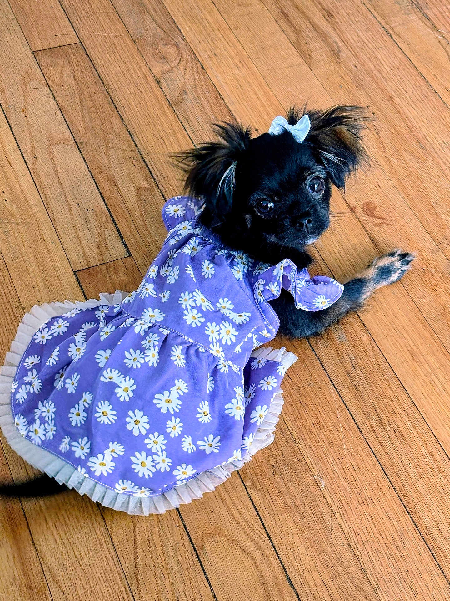 Princess joined the competition — help win amazing prizes! puppy, dog, dress, purple, bow, floor, wooden_floor, pet, cute, small_dog, black_dog, daisy_pattern, animal, indoors, laying_down, looking_up, fur, ears, pet_clothing, adorable