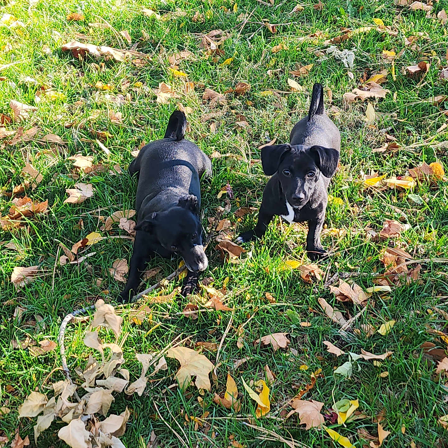 Babygirl Babyboy joined the competition — help win amazing prizes! animal, autumn, black_dog, canine, chewing, curious, dog, ears, grass, greenery, leaves, nature, outdoor, pets, playful, puppy, sunlight, tail, two_dogs, young_dog
