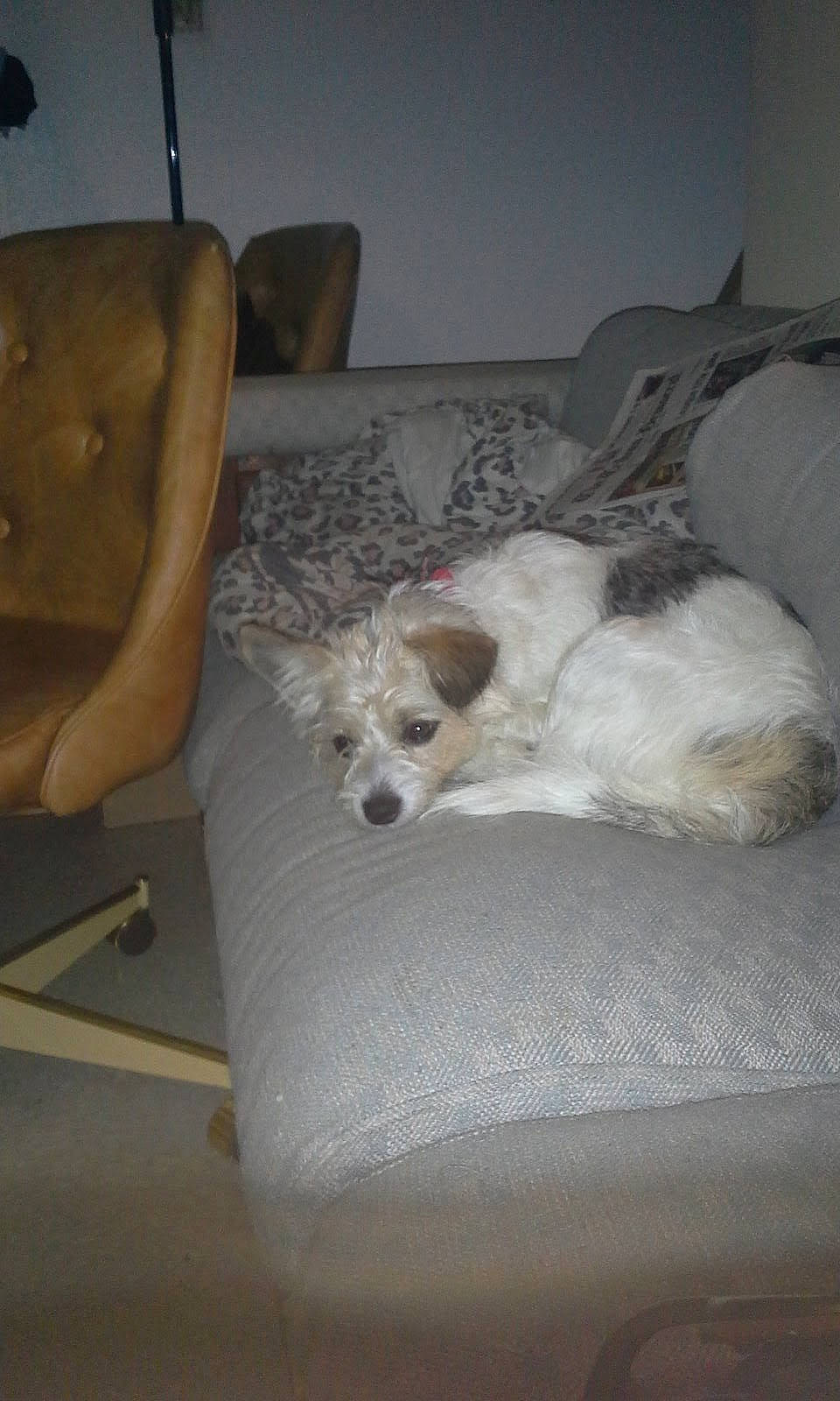 Lucky joined the competition — help win amazing prizes! carnivore, chair, comfort, companion_dog, couch, dog, dog_breed, dog_supply, flooring, fur, furniture, human_leg, linens, living_room, paw, room, sporting_group, thigh, toy_dog, working_animal