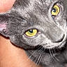 Stormie is registered to the contest to win money with this photo: cat, gray_cat, close_up, golden_eyes, green_eyes, animal, pet, feline, whiskers, fur, ears, nose, portrait, indoor, flash_photography, person, arm, snuggling, dramatic_lighting, black_background