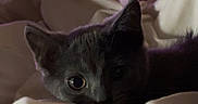 Stormie joined the competition — help win amazing prizes! cat, kitten, gray_cat, pet, animal, wide_eyes, ears, fur, blanket, bed, cozy, indoor, home, bedroom, television, relaxing, sleeping_area, close_up, portrait, nighttime