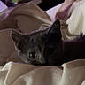 cat, kitten, gray_cat, pet, animal, wide_eyes, ears, fur, blanket, bed, cozy, indoor, home, bedroom, television, relaxing, sleeping_area, close_up, portrait, nighttime