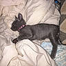 Stormie joined the competition — help win amazing prizes! kitten, cat, gray_cat, sleeping, lying_down, bed, bedding, blanket, pillow, bedroom, indoors, cozy, pink_collar, paw, tail, relaxed, cute, pet, photography, rumpled_fabric