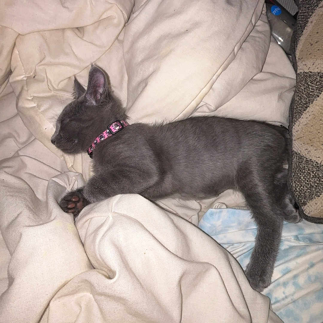 Stormie