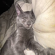 Stormie joined the competition — help win amazing prizes! cat, kitten, gray_cat, sleeping, sleepy, pet, animal, fur, whiskers, ears, paws, toe_beans, bed, bedding, blanket, bedroom, indoors, cozy, relaxed, flash_photography