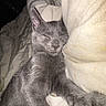 cat, kitten, gray_cat, sleeping, sleepy, pet, animal, fur, whiskers, ears, paws, toe_beans, bed, bedding, blanket, bedroom, indoors, cozy, relaxed, flash_photography