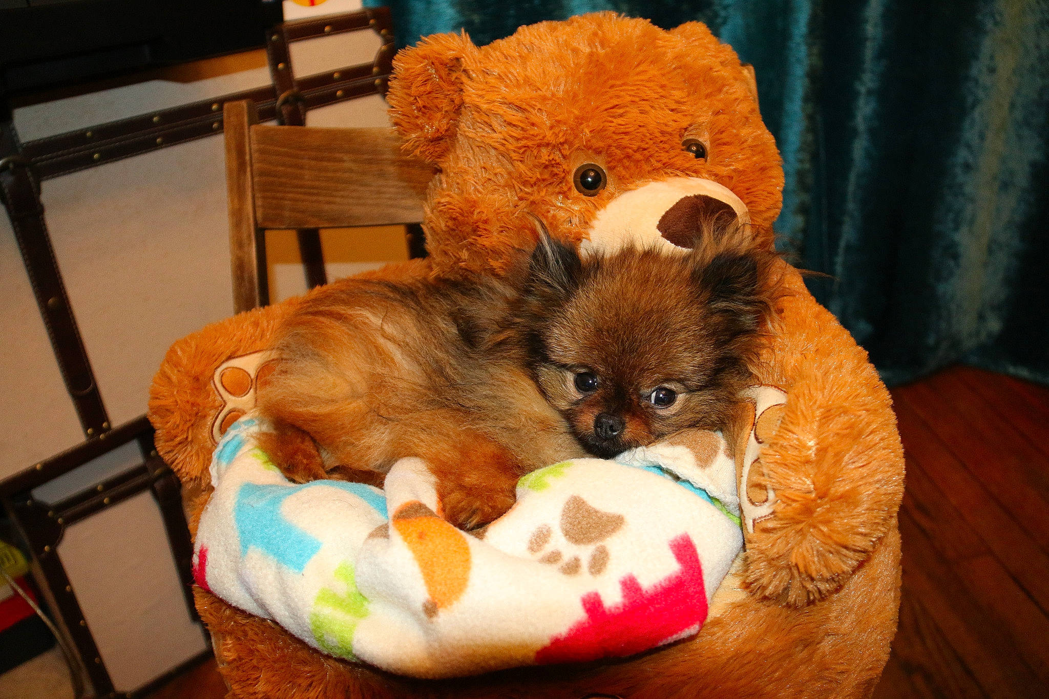 Ouistiti a rejoint le concours — aidez-le/la à gagner de superbes lots ! canidae, carnivore, companion_dog, dog, dog_breed, dog_toy, fur, plush, pomeranian, puppy, stuffed_toy, teddy_bear, toy, toy_dog