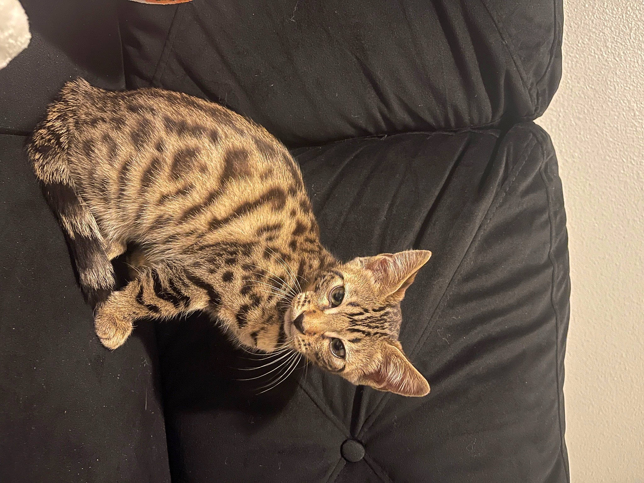 Dax joined the competition — help win amazing prizes! carnivore, cat, claw, comfort, couch, domestic_short_haired_cat, felidae, fur, linens, nap, pattern, paw, sleeve, small_to_medium_sized_cats, snout, tail, terrestrial_animal, whiskers, wildlife