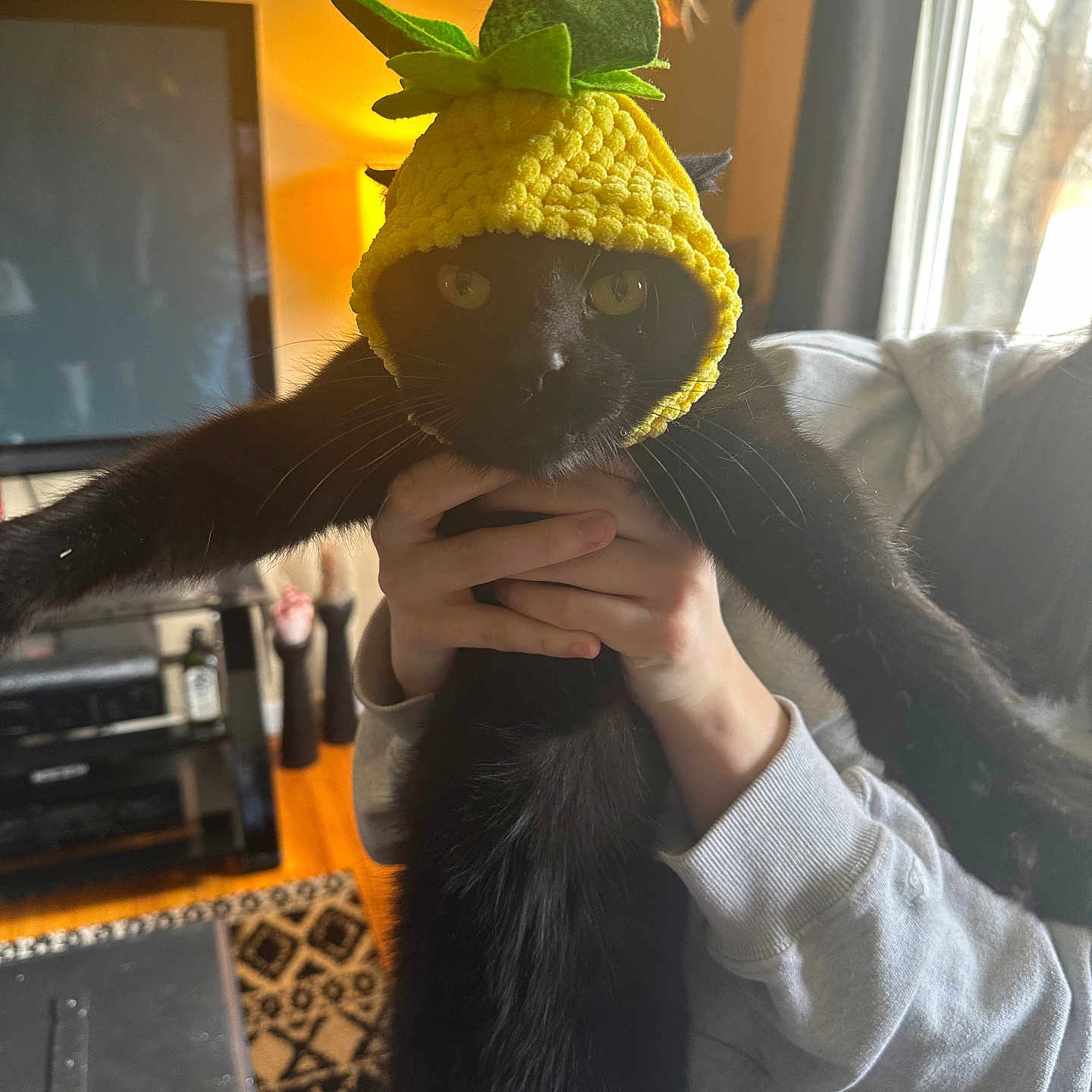 Bog is registered to the contest to win money with this photo: animal, black_cat, cat, cozy, cute, domestic, furniture, hand, indoor, knitted_hat, lamp, living_room, person, pet, pineapple_hat, rug, stretching, sweatshirt, television, window