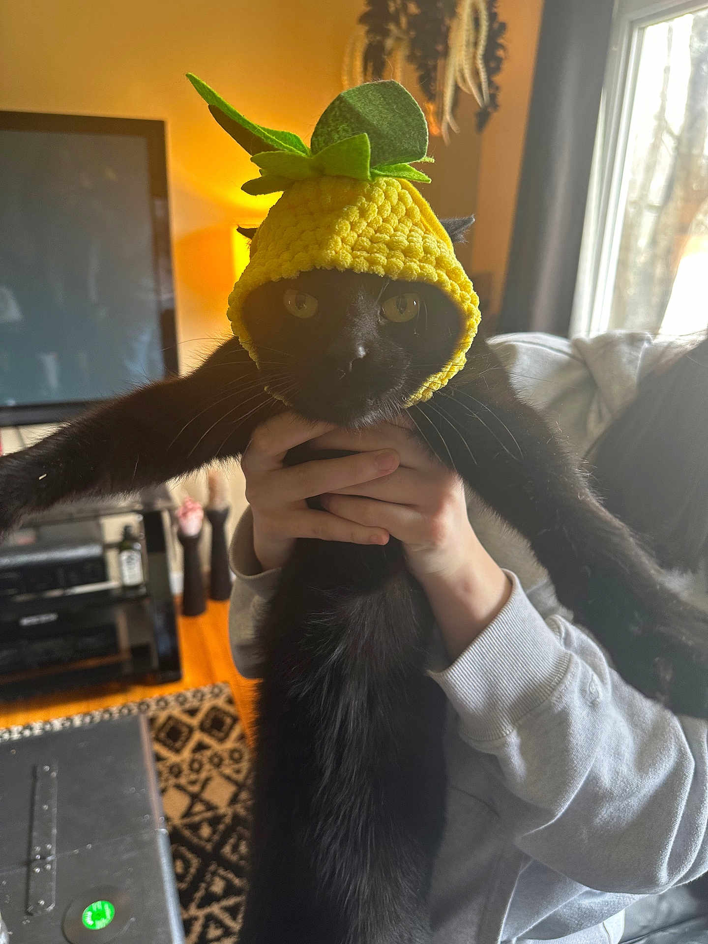 Bog is registered to the contest to win money with this photo: black_cat, cat, pineapple_hat, knitted_hat, pet, indoor, person, hand, sweatshirt, window, lamp, television, furniture, rug, cozy, stretching, cute, animal, domestic, living_room