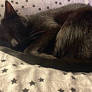 Bog is registered to the contest to win money with this photo: cat, black_cat, sleeping, curled_up, blanket, star_pattern, cozy, fur, indoor, pet, resting, animal, whiskers, tail, close_up, soft_light, comfort, relaxation, cute, domestic_cat