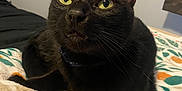 Bog joined the competition — help win amazing prizes! cat, black_cat, animal, pet, indoor, bed, blanket, yellow_eyes, curious, feline, whiskers, close_up, fur, looking_up, domestic_cat, mammal, cute, resting, cozy, soft
